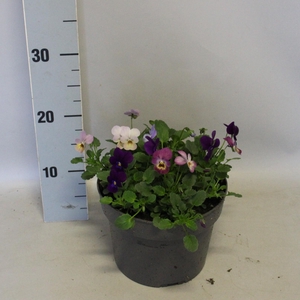 Viola cornuta 19 cm mix Paarse/roze mix