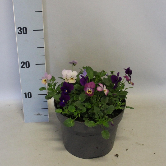 <h4>Viola cornuta 19 cm mix Paarse/roze mix</h4>