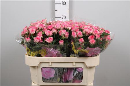 <h4>R Tr Tralala</h4>