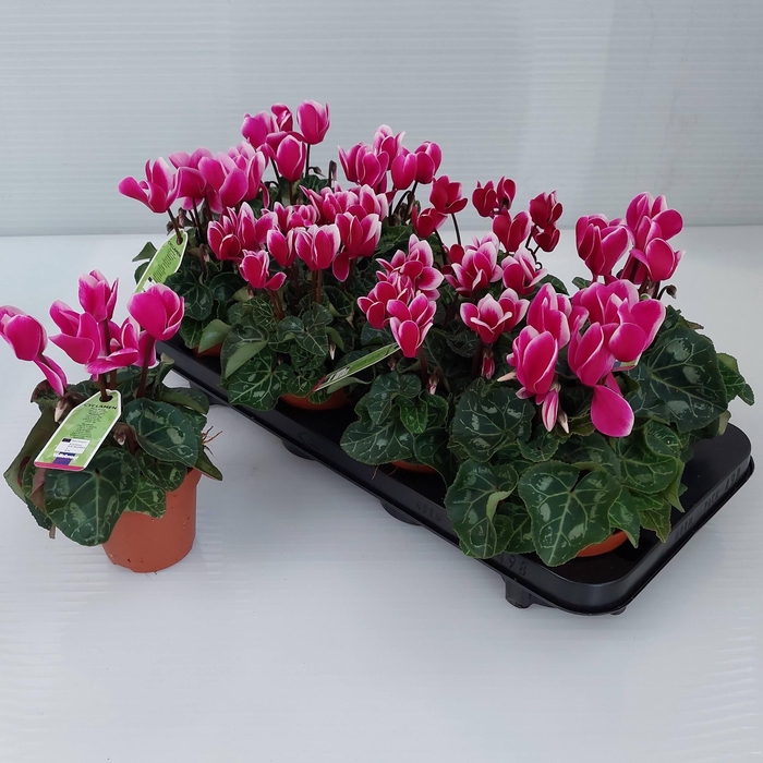 <h4>CYCL MD SUP ALLURE</h4>