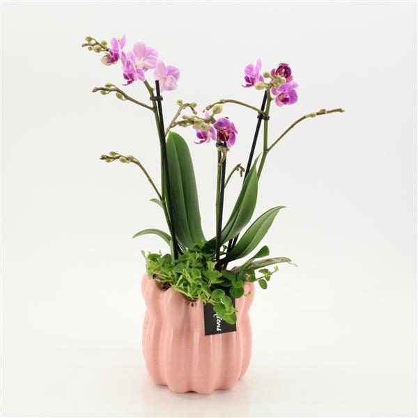 <h4>Arrangementen Phalaenopsis mt H%</h4>