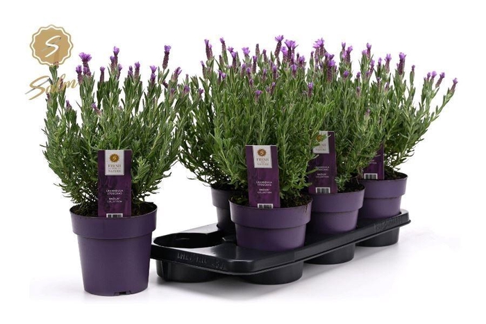 <h4>LAVAN S ANOUK</h4>