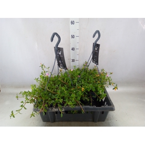 Portulaca   ...mix in pot