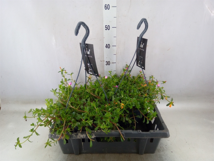 <h4>Portulaca   ...mix in pot</h4>