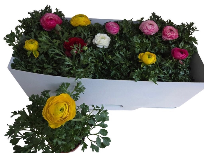 <h4>RANUN SPRINK GEM</h4>