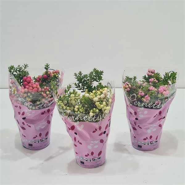 <h4>Gaultheria mucronata Mixtray in hoes</h4>