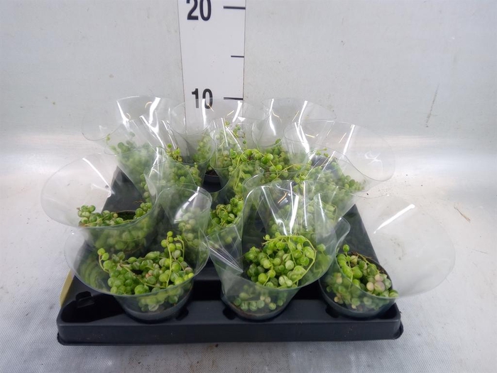 <h4>Senecio rowleyanus</h4>