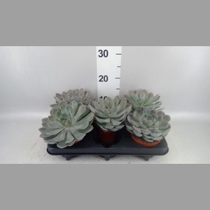 Echeveria  'Grande Cinza'
