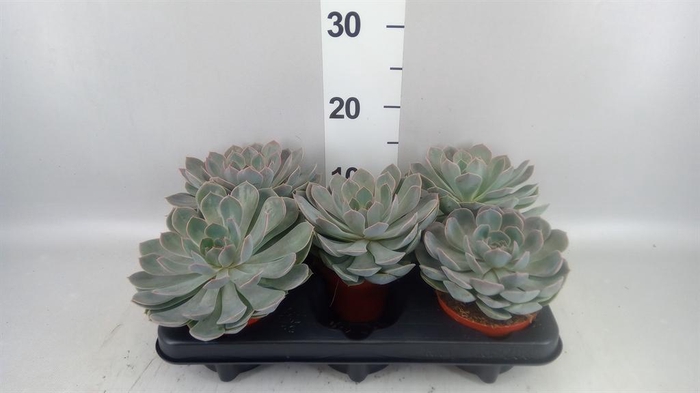 <h4>Echeveria  'Grande Cinza'</h4>