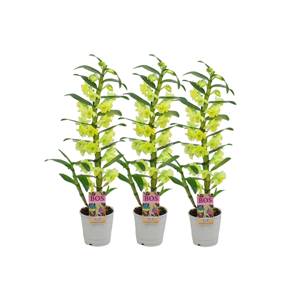 <h4>Dendrobium Nobile, Colour 1-tak Yellow (Inject)</h4>