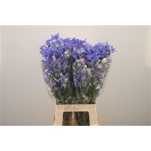 Delph En Energy Blue