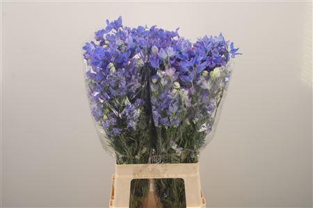 <h4>Delph En Energy Blue</h4>