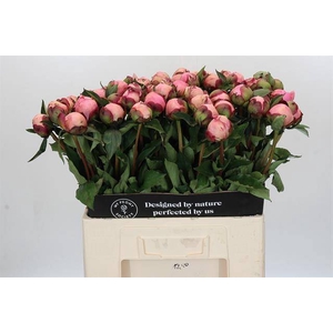 Paeonia nick shaylor