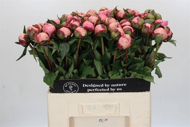 <h4>Paeonia nick shaylor</h4>