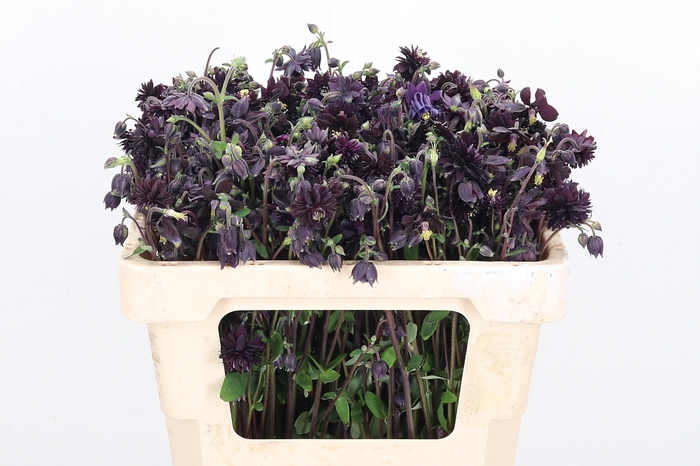 <h4>Aquileg Black Barlow</h4>