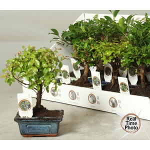 BONSAI GEM