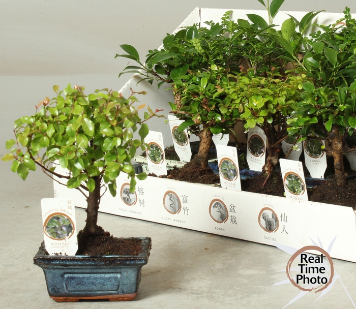 <h4>BONSAI GEM</h4>