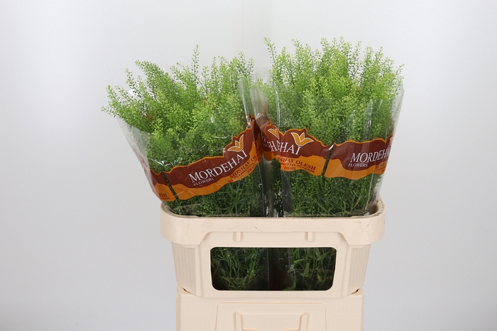<h4>Lepidium Green Bell</h4>