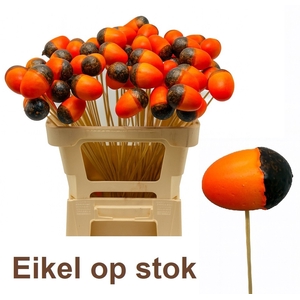 HUIS EN TUINDECO H%