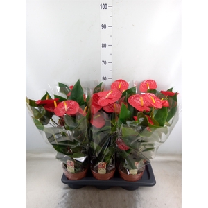 Anthurium andr. 'Idaho'
