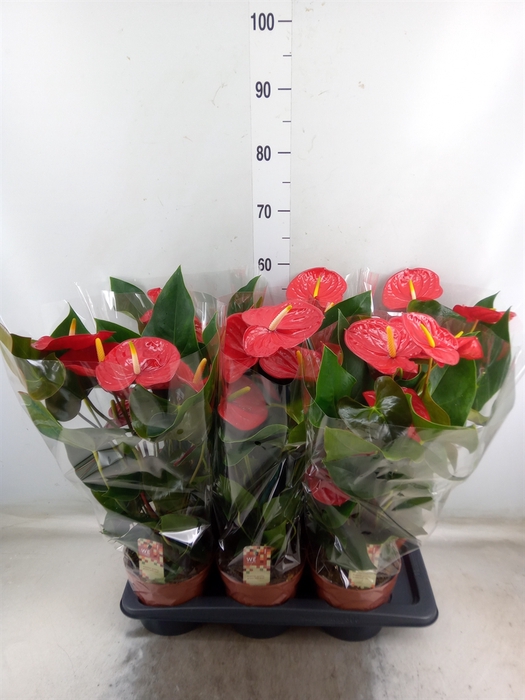 <h4>Anthurium andr. 'Idaho'</h4>