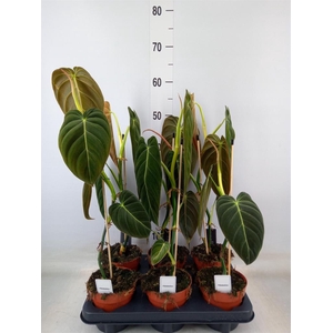 Philodendron melanochrysum