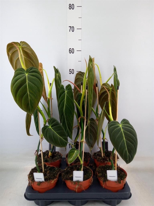 <h4>Philodendron melanochrysum</h4>