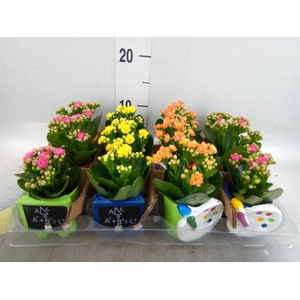 Arr.    Planten  L%