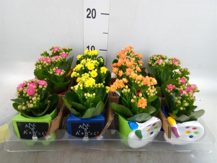 <h4>Arr.    Planten  L%</h4>