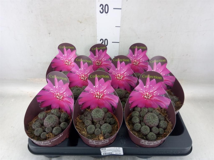 <h4>Cactus   ...</h4>