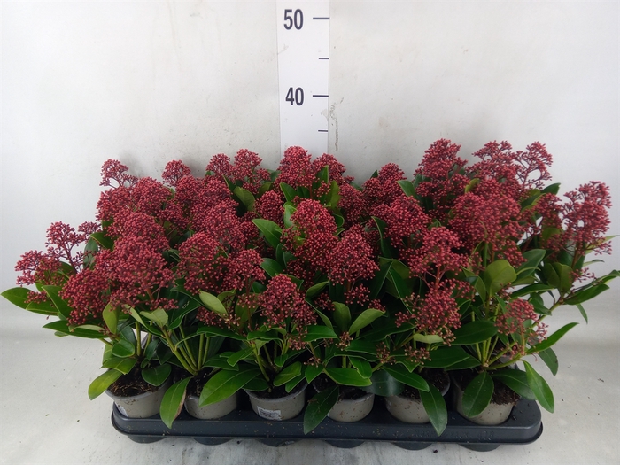 <h4>Skimmia jap. 'Rubella'</h4>