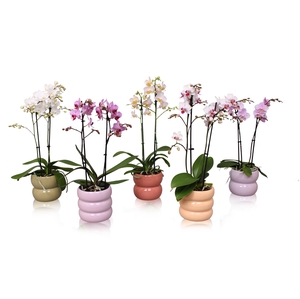 Phal. Multiflora 2-tak mix in keramiek BGC951 Bollen pot