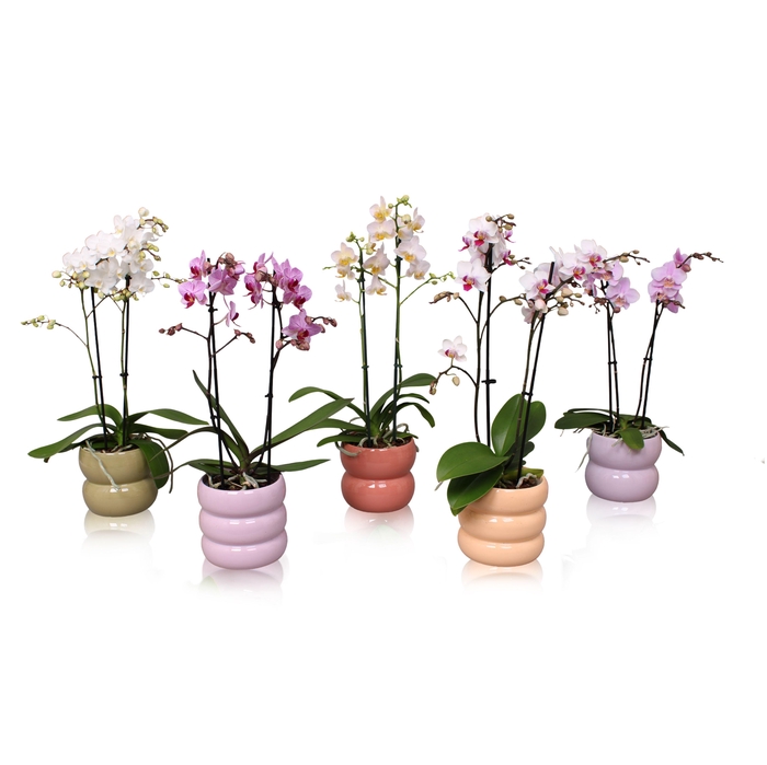 <h4>Phal. Multiflora 2-tak mix in keramiek BGC951 Bollen pot</h4>