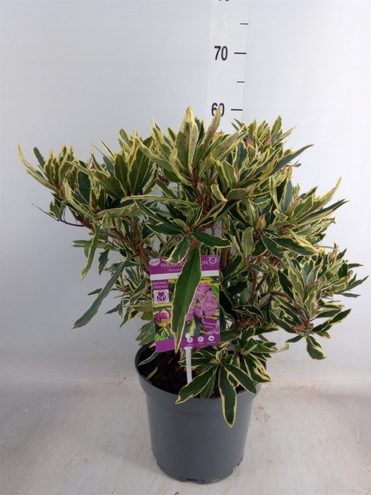 <h4>Rhododendron PO 'Variegatum'</h4>