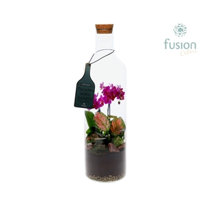 Green Bottle Fles Large met Phalaenopsis