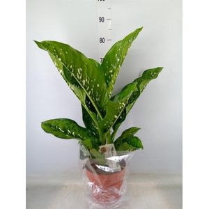 Dieffenbachia seg. 'Caiman'