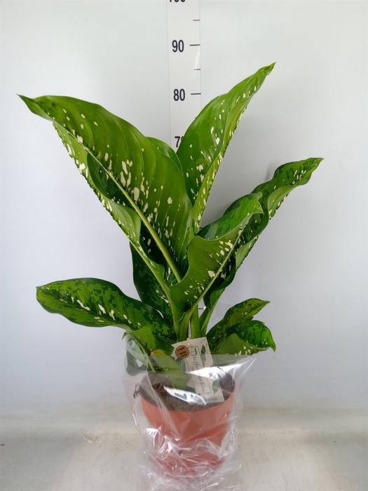<h4>Dieffenbachia seg. 'Caiman'</h4>