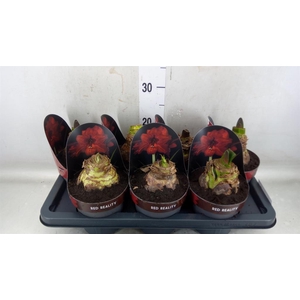 Hippeastrum GA 'Red Reality'