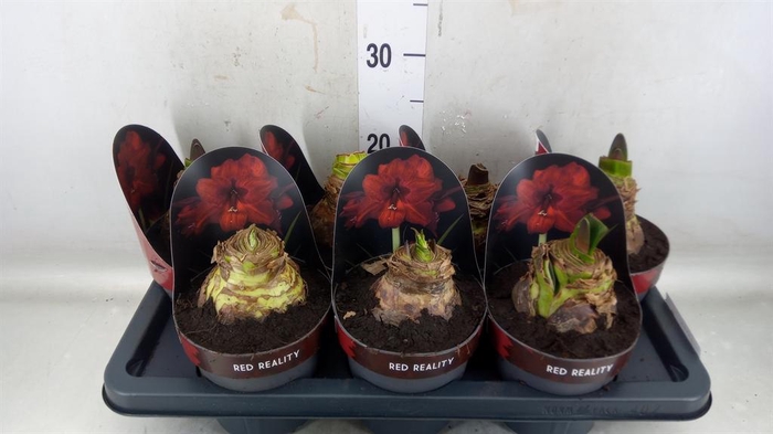 <h4>Hippeastrum GA 'Red Reality'</h4>