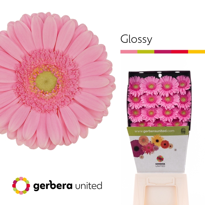 <h4>Gerbera diamond glossy</h4>