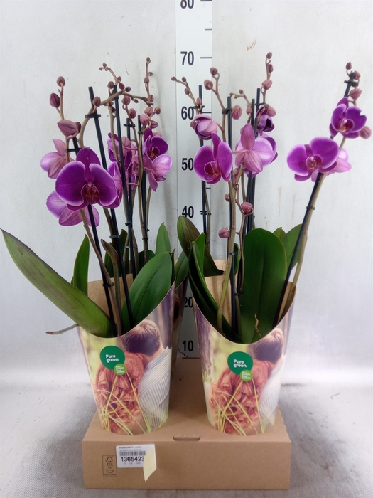 <h4>Phalaenopsis   ...rose</h4>