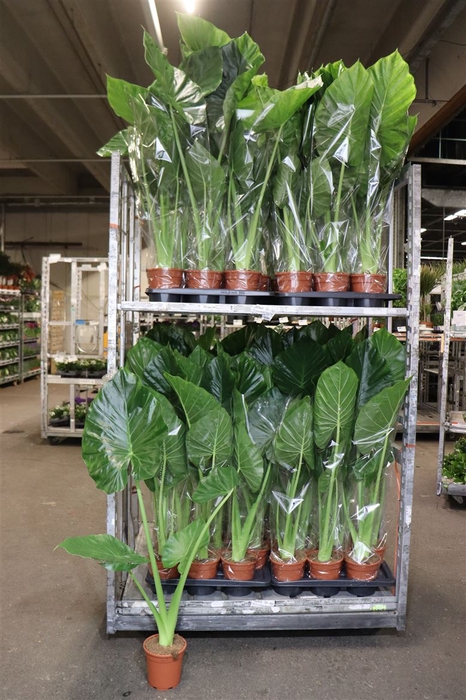 <h4>arr8 Alocasia</h4>