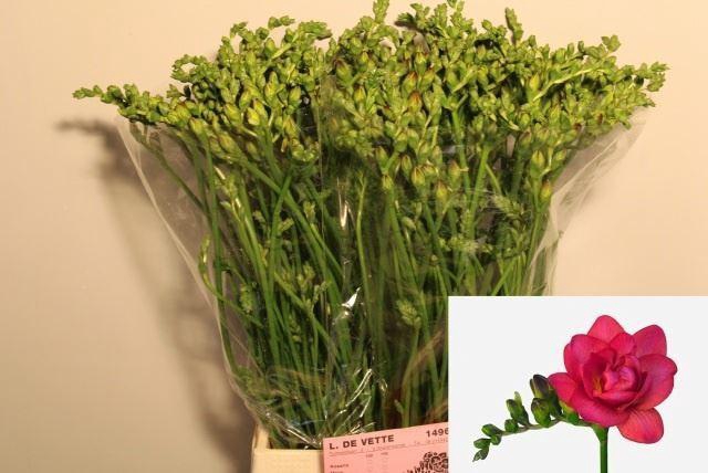 <h4>Freesia du Expression</h4>