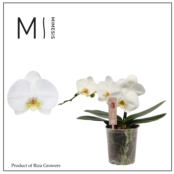 <h4>Mimesis Phal. Spirit White - 1 spike 12cm</h4>