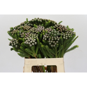 Cape Green Albiflora