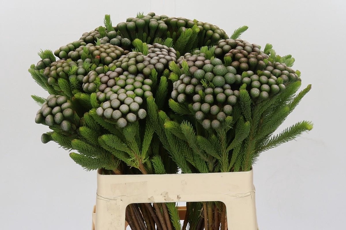 <h4>Cape Green Albiflora</h4>