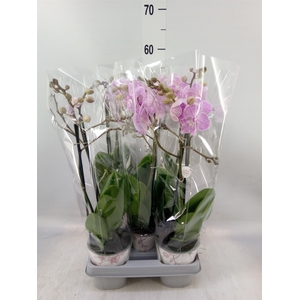 Phalaenopsis  'Manta Penida'
