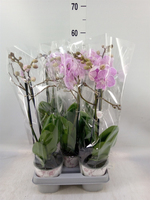 <h4>Phalaenopsis  'Manta Penida'</h4>