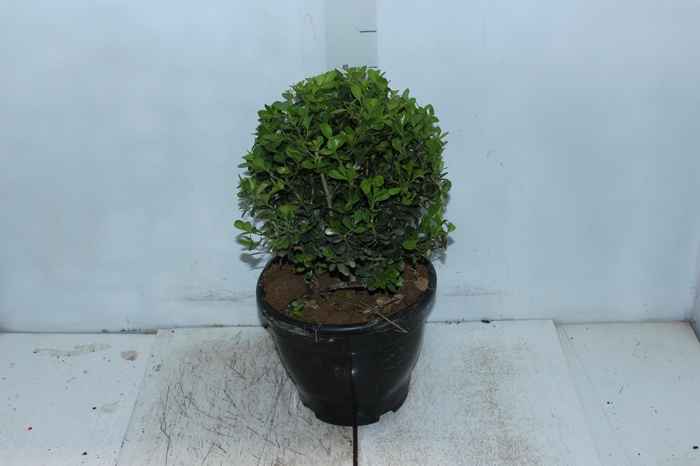 <h4>BUXINHO P24</h4>