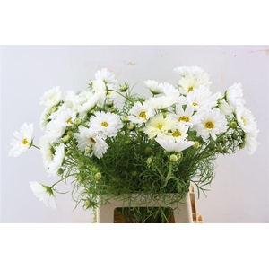 Cosmos Bip Overig Bio